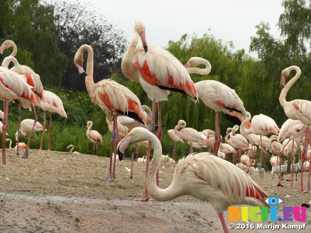 FZ029930 Greater flamingos (Phoenicopterus roseus)